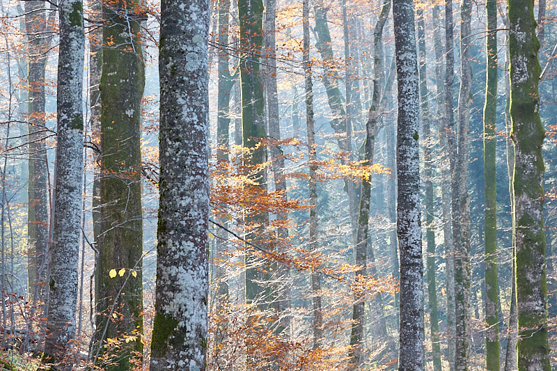 Croatia's Cascading Lakes—Plitvice Lakes National Park